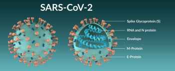 Corona virus structure