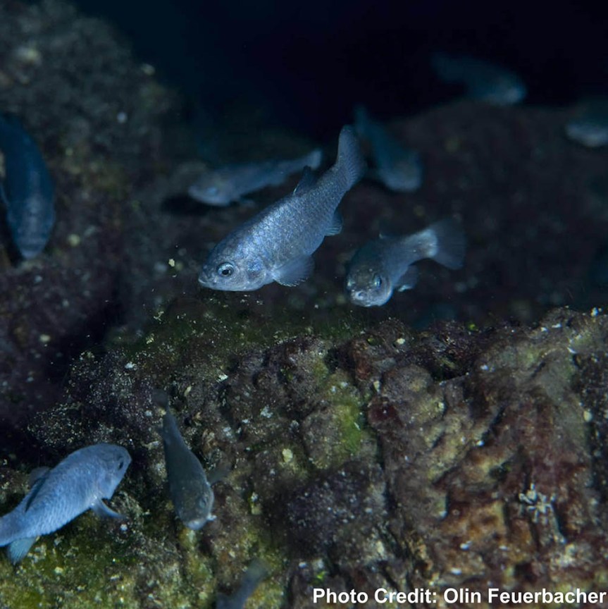 Humans made the conditions for the pupfish’s extinction- now humans keep it&nbsp;alive.
