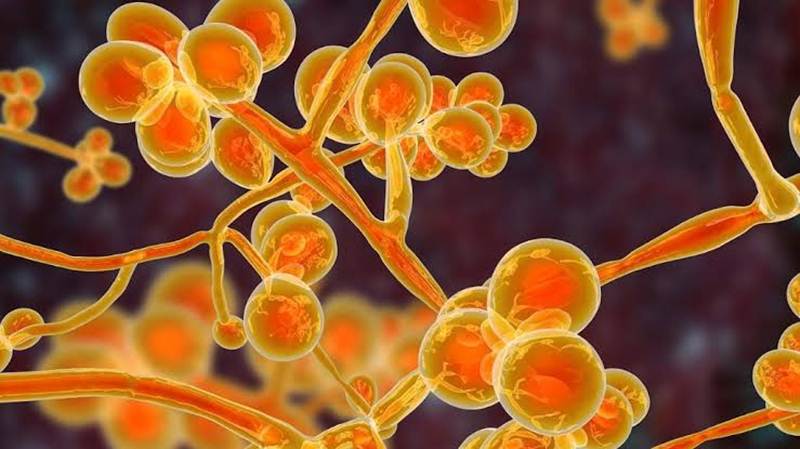 The yellow fungus: 2021 has one more fatal disease to&nbsp;offer