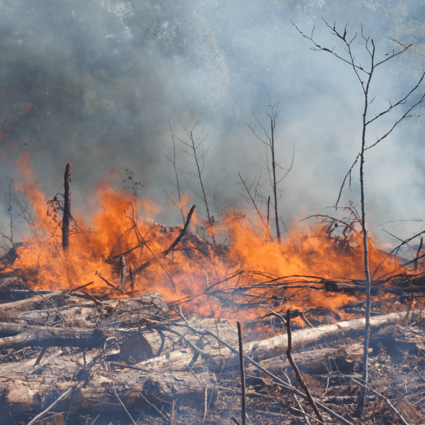 Brazil’s fight against&nbsp;deforestation