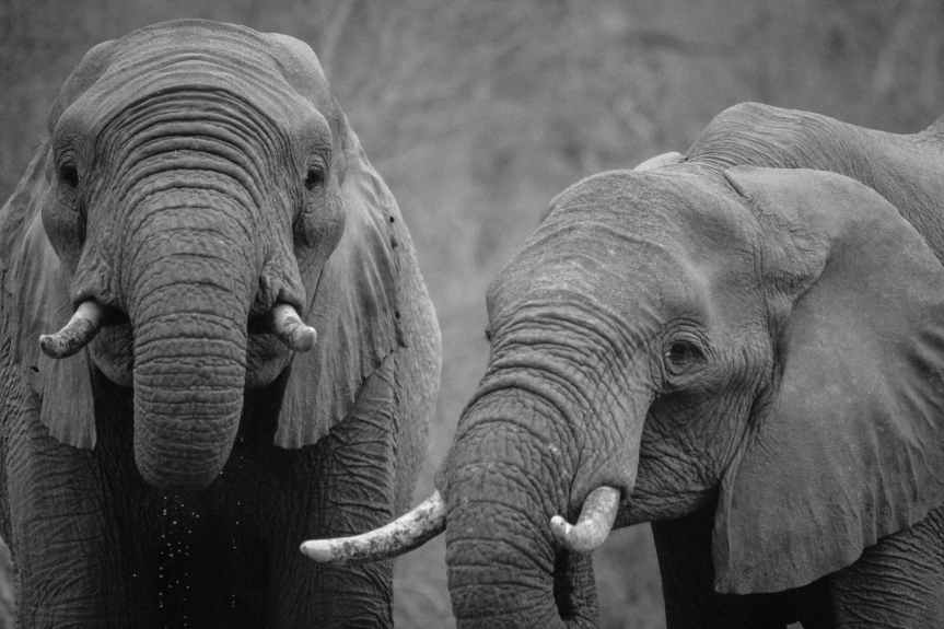 Behind every ivory trinket-is a dead&nbsp;elephant?