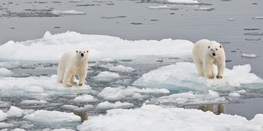 Why Polar Bears are on The Verge of&nbsp;Extinction