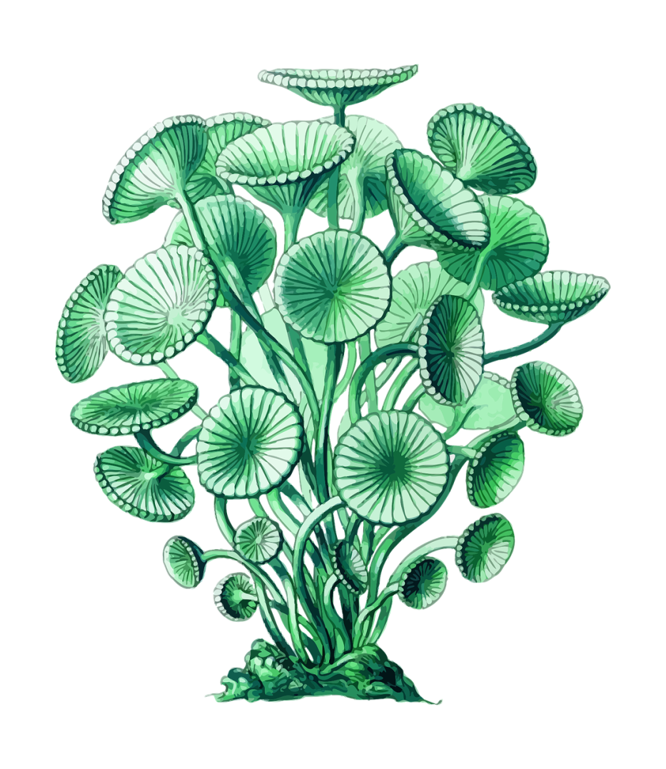 Economic significance of Algae – Eduindex