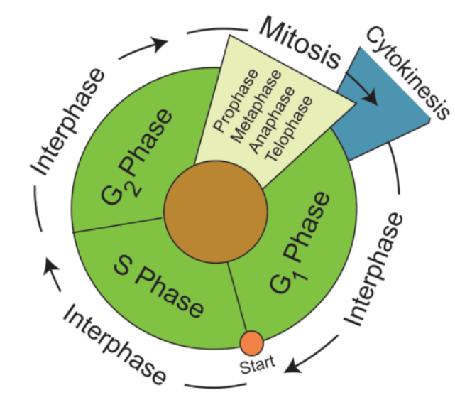 Introduction to ‘Interphase’ in&nbsp;Mitosis