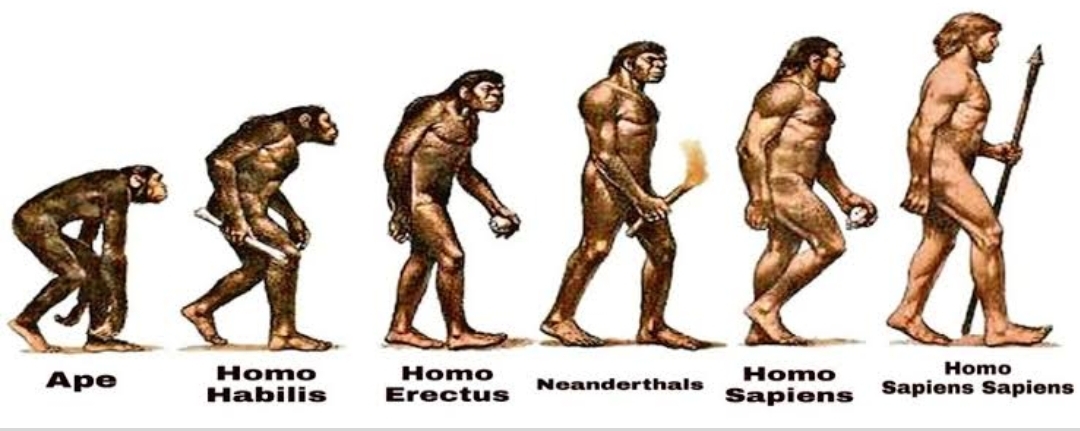 Male Evolution Origin And Evolution Of Man – Eduindex