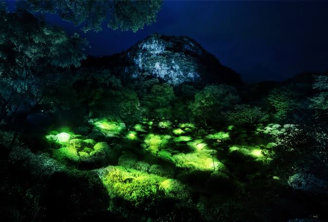 置物 glowing forest The Glowing forest – Eduindex