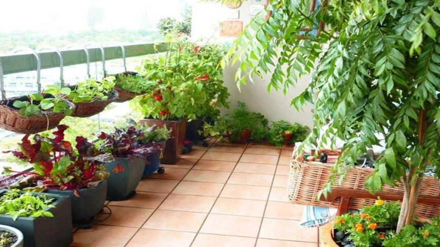 10 Amazing Tips For Terrace&nbsp;Gardening