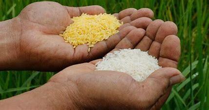 Genetically Modified Rice For more Vitamin A&nbsp;intake