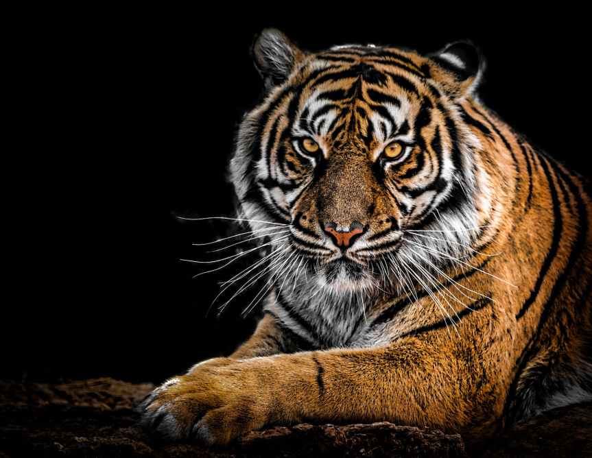 Tiger conservation: Strides and&nbsp;hurdles