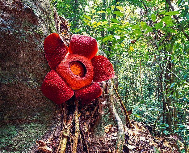 The largest individual flower on Earth-Rafflesia&nbsp;Arnoldii