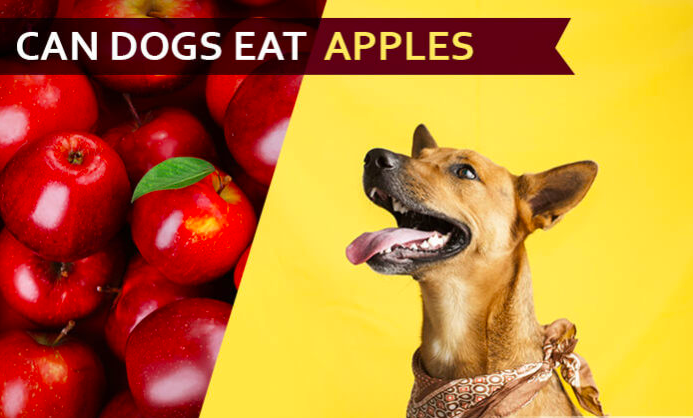 Can Dogs Eat Apples? – Eduindex