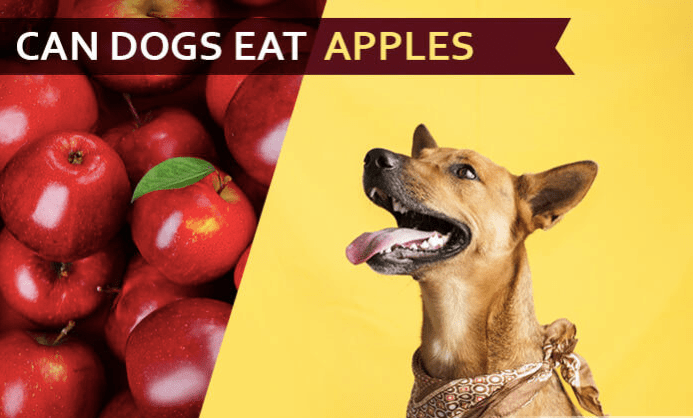 Can Dogs Eat&nbsp;Apples?