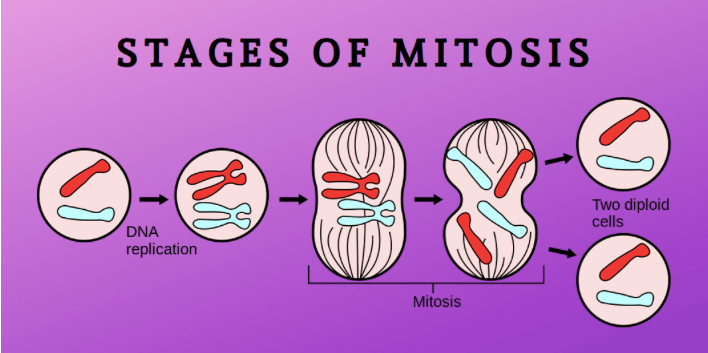 M PHASE in&nbsp;Mitosis