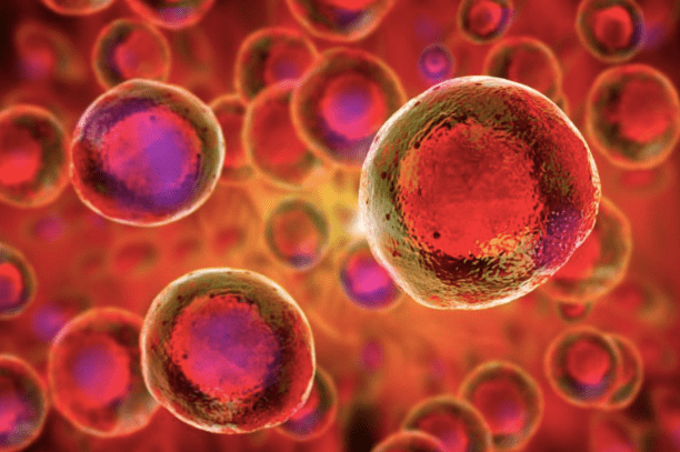 Cell based Therapy in Human Regenerative&nbsp;Therapy