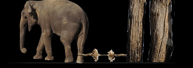 The Elephant Rope – Eduindex