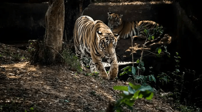 This image has an empty alt attribute; its file name is image-54.png