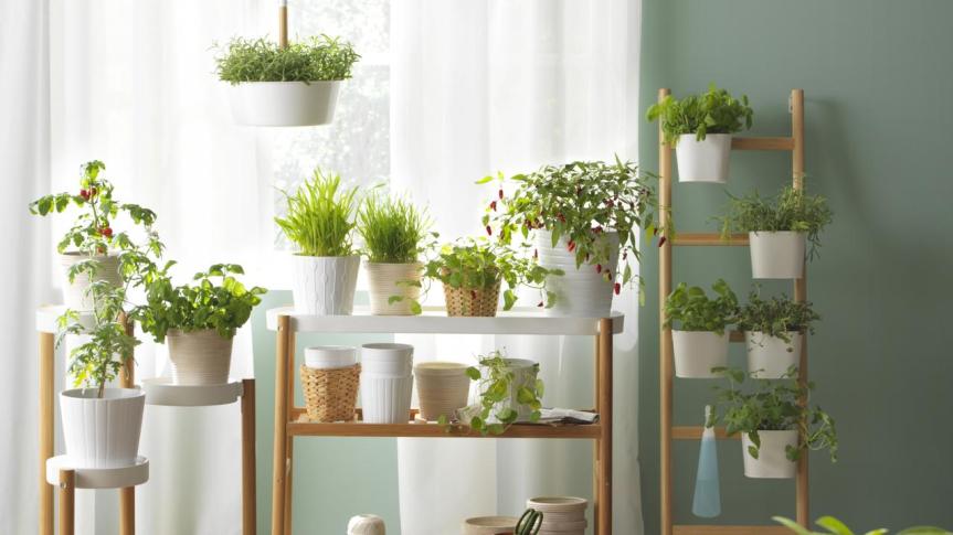 10 BEST INDOOR PLANTS FOR YOUR&nbsp;HOME