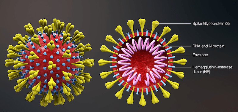 Coronavirus-structure explained