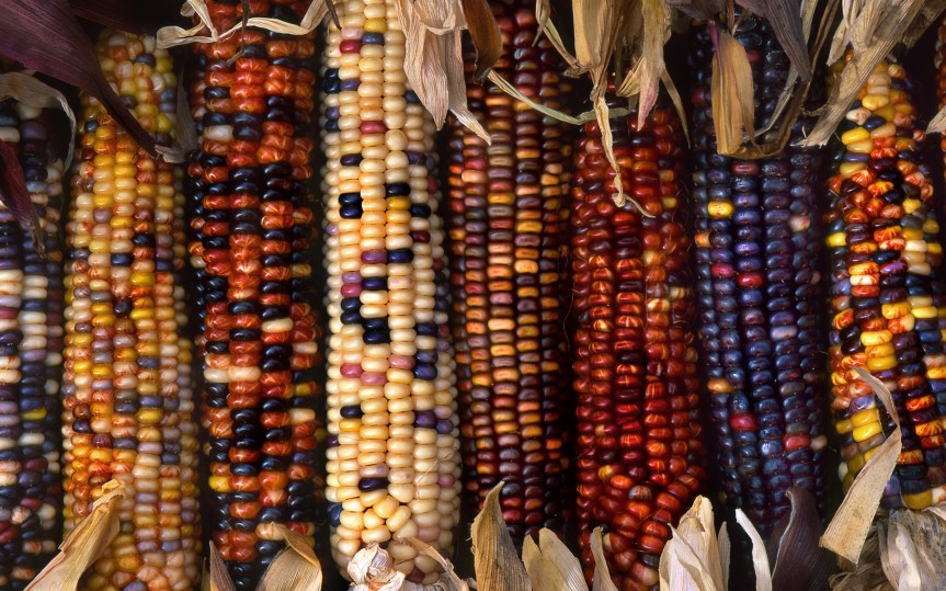 Indian-Corn