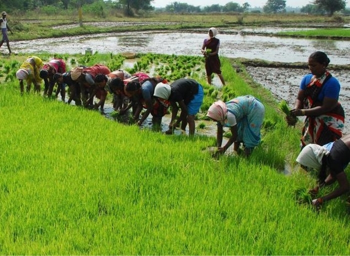 Odisha and Agriculture – A Literature&nbsp;Review