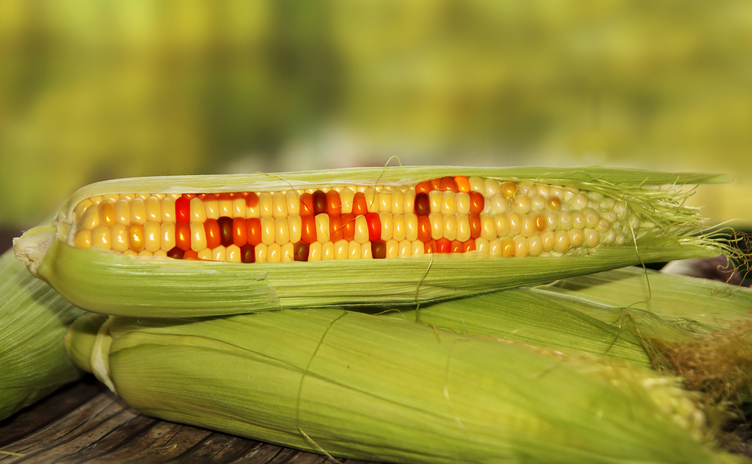 Is it Good to Genetically Modify the&nbsp;Crops?