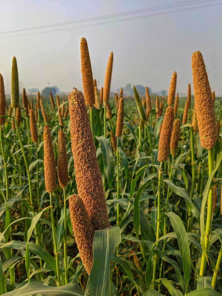 Millets: Future Superfood