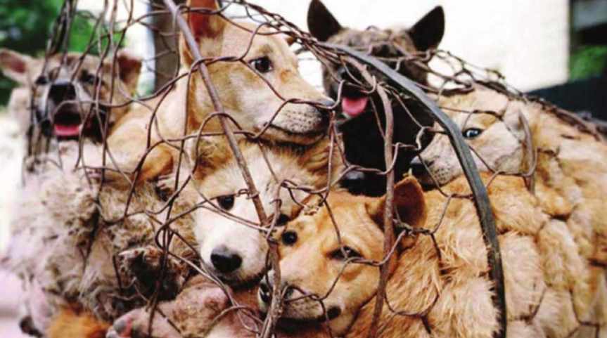 Animal Cruelty is a heinous  crime which should be stop&nbsp;.