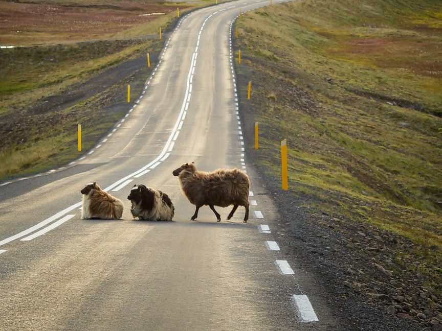 Animal Farm This is an image of Animal Farm