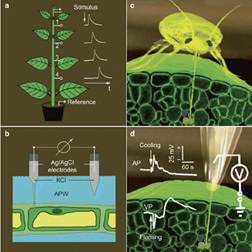 Plants as Responsive Biological Systems: Integrating Physiology